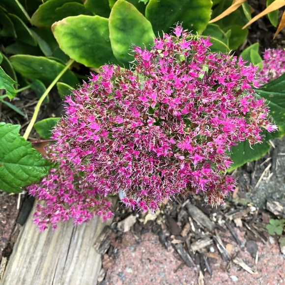 Meet your Posher, Nancy - Picture 1 of 1